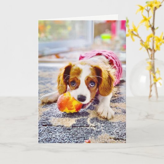 Koning Charles Cavalier Puppy Lege Wenskaart Kaart (Gele Bloem)