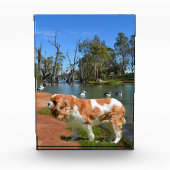 Koning Charles Cavalier Spaniel in de rivier, Fotoblokken (Voorkant)