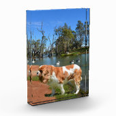 Koning Charles Cavalier Spaniel in de rivier, Fotoblokken (Links)