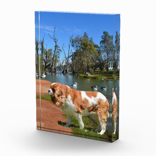 Koning Charles Cavalier Spaniel in de rivier, Fotoblokken (Rechts)
