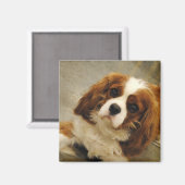 Koning Charles Cavalier Spaniel Magnet (Voorkant / Achterkant)