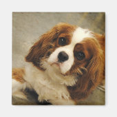 Koning Charles Cavalier Spaniel Magnet (Voorkant)