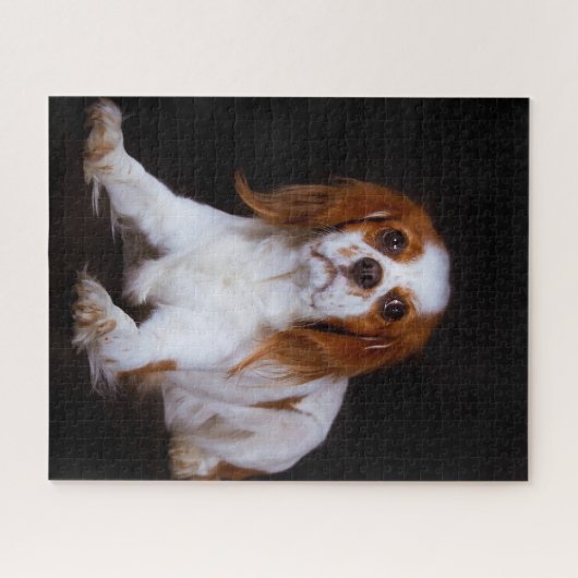 Koning Charles Spaniel Dog. Legpuzzel (Horizontaal)