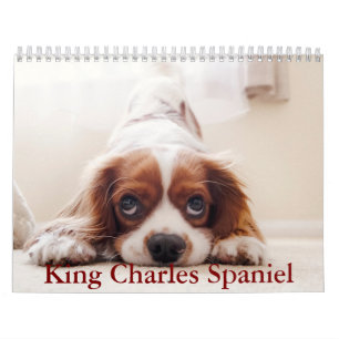 Koning Charles Spaniel Kalender