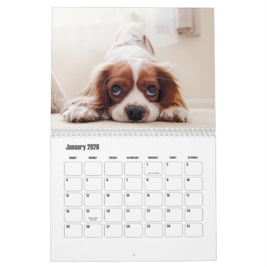 Koning Charles Spaniel Kalender (Jan 2026)