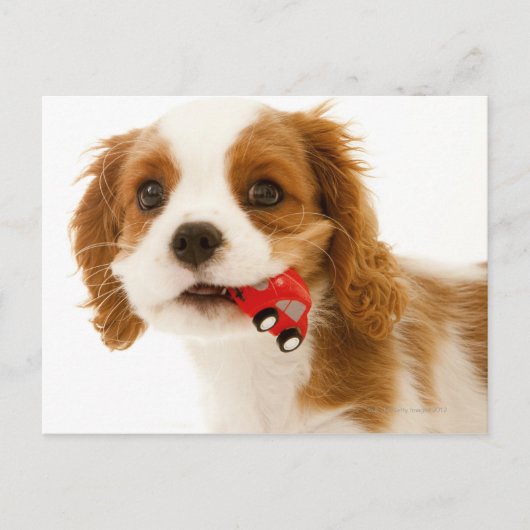 Koning Charles Spaniel met rode auto in haar mond. Briefkaart (Voorkant)