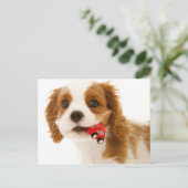 Koning Charles Spaniel met rode auto in haar mond. Briefkaart (Staand voorkant)
