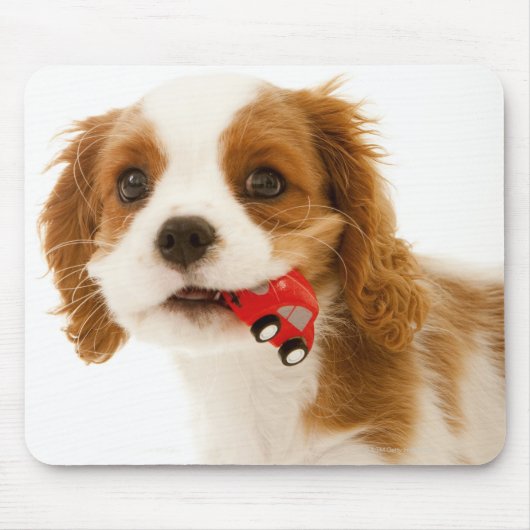 Koning Charles Spaniel met rode auto in haar mond. Muismat (Voorkant)