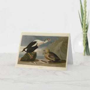 Koning Duck (King Eider) Audubon's Birds of Americ Kaart