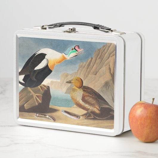 Koning Eider Duck van de Amerikaanse vogels (Audub (In situ)