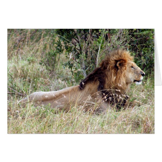 koning leeuw (Voorkant Horizontaal)