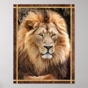 Koning Leeuw Foto Poster