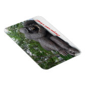 Koning Nyani pauzeert. NYC — fotomagneet Magneet (Rechterzijde)