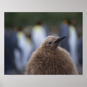 Koning Penguin (Aptenodytes patagonicus) kuiken, Poster