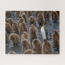 Koning Penguin en jonge kippen in Zuid-Georgië Legpuzzel