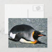 Koning Penguin op het strand Briefkaart (Voorkant / Achterkant)