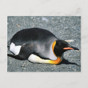 Koning Penguin op het strand Briefkaart