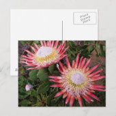Koning Protea (Protea Cynaroides), Helderberg Briefkaart (Voorkant / Achterkant)