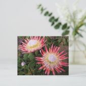 Koning Protea (Protea Cynaroides), Helderberg Briefkaart (Staand voorkant)