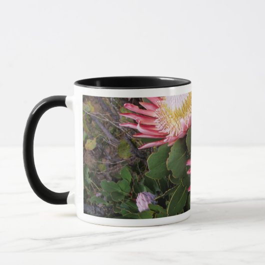 Koning Protea (Protea Cynaroides), Helderberg Mok (Links)