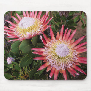 Koning Protea (Protea Cynaroides), Helderberg Muismat