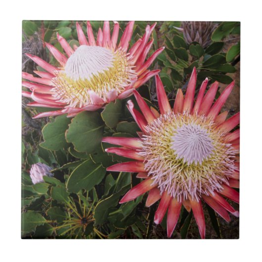 Koning Protea (Protea Cynaroides), Helderberg Tegeltje (Voorkant)