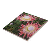 Koning Protea (Protea Cynaroides), Helderberg Tegeltje (Zijkant)