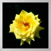 Koning Ransom, hybride thee-roos