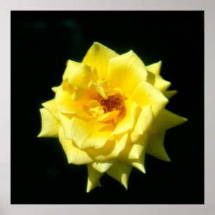 Koning Ransom, hybride thee-roos Poster