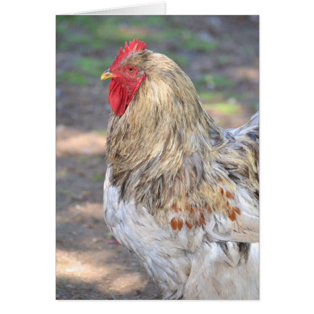 Koning van de rust (Voorkant)