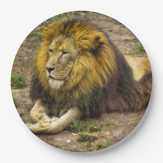 Koning van het Bord Zoopapier (Voorkant)