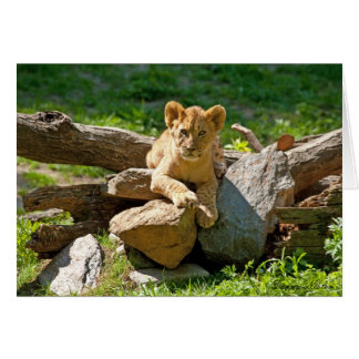 Koning van het Oerwoud