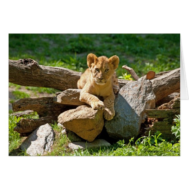 Koning van het Oerwoud (Voorkant Horizontaal)