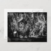 Koning van het Oerwoud Briefkaart (Voorkant / Achterkant)