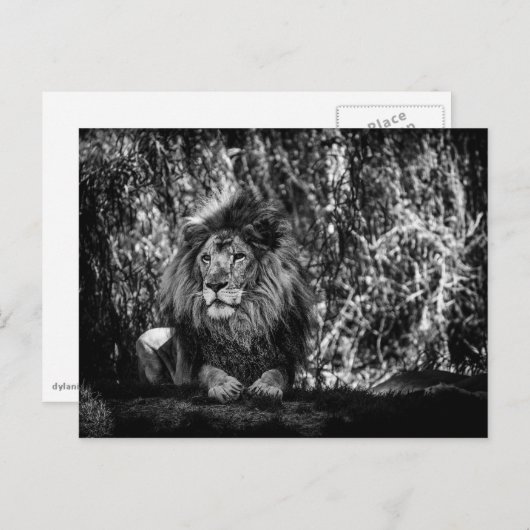 Koning van het Oerwoud Briefkaart (Voorkant / Achterkant)