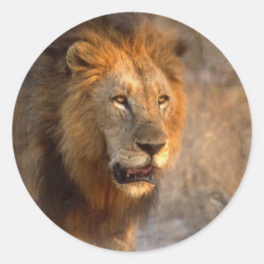 Koning van het Oerwoud Sticker (Voorkant)