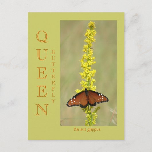 KONINGBUTTERFLY BRIEFKAART (Voorkant)