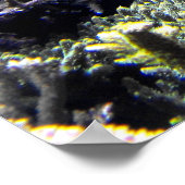 Koningentang en gele tang poster (Hoek)