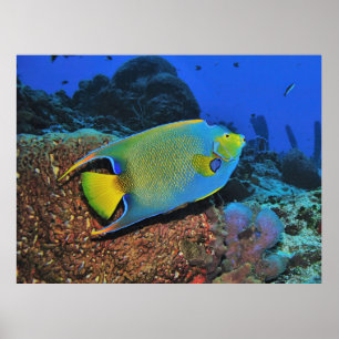 Koningin Angelfish op het rif Poster