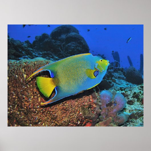 Koningin Angelfish op het rif Poster (Voorkant)
