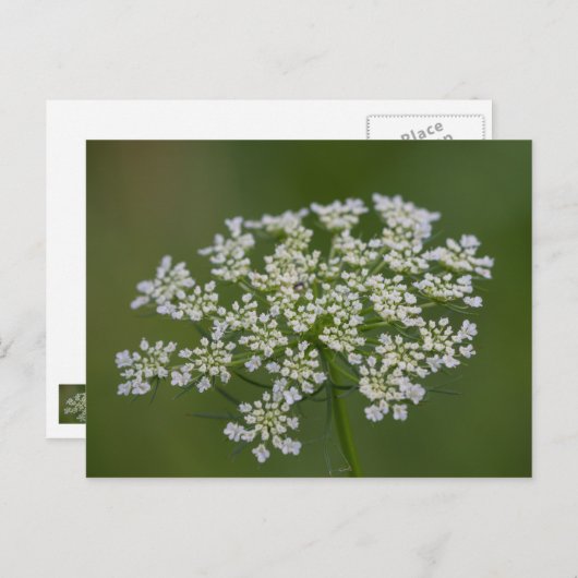 Koningin Anne's Briefkaart (Voorkant / Achterkant)