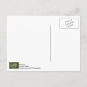 Koningin Anne's Briefkaart (Achterkant)