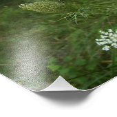 koningin anne's kant foto afdruk (Hoek)