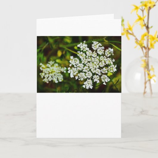 Koningin Anne's kant, Kaart (Gele Bloem)