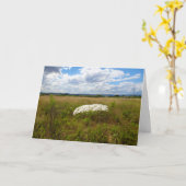 Koningin Anne's Kant, Wilde Bloemen Landschap Kaart (Gele Bloem)