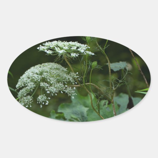 Koningin Anne's La ce Wildflower - Daucus carota Ovale Sticker (Voorkant)