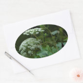 Koningin Anne's La ce Wildflower - Daucus carota Ovale Sticker (Envelop)