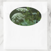 Koningin Anne's La ce Wildflower - Daucus carota Ovale Sticker (Tas)