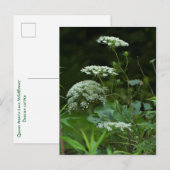 Koningin Anne's La ce Wildflower - Daucus carota Uitnodiging Briefkaart (Voorkant / Achterkant)