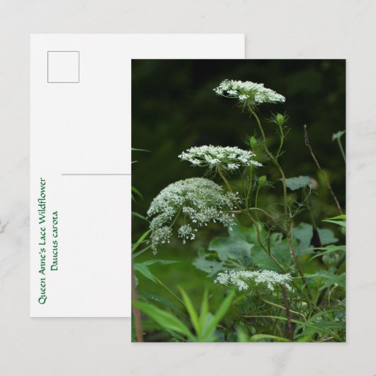 Koningin Anne's La ce Wildflower - Daucus carota Uitnodiging Briefkaart (Voorkant / Achterkant)